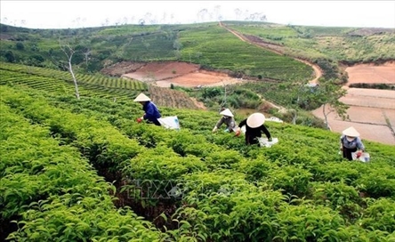 Four records set as Vietnam hosts first-ever world tea fest 2025